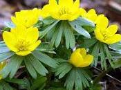 Eranthis