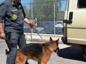 Traffico cocaina Malpensa Sette arresto