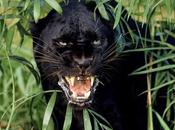 Animali droghe