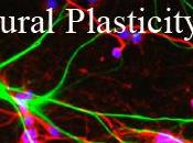 Come funziona Sistema Nervoso? Plasticità.