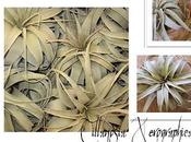 Bromeliacee Epifite: Tillandsie