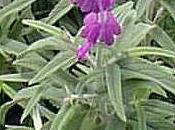 Salvia Leucantha
