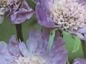 Penfolda alle Scabiose