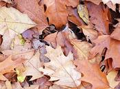Ancora foglie Still leaves
