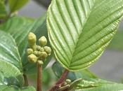 Cascara sagrada, lassativo usare attenzione