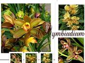 Orchidee: Cymbidium