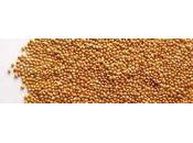 Dentro l'alimento: miglio