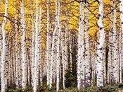 Pando, essere vivente pesante forse vecchio) mondo