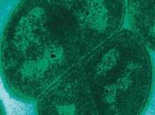 Conan batterio suoi amici dell’Antartide