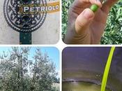 “Eleganti sapore” extravergine d'oliva Montalbano: Villa Petriolo cucina italiana