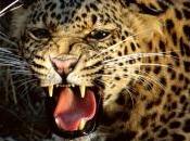 Tragedia India, leopardo uccide bambino anni