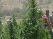 rivolta della Cannabis