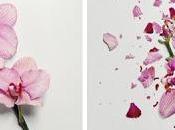 shireman’s broken flowers