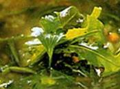 Zuppa cicoria, cacio uova