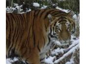 allo Whipsnade arrivata nuova tigre