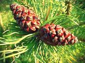 Impara rispetto stesso: Pine!