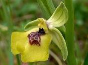 Come coltivano orchidee seconda parte