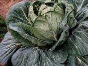 giant cabbage!