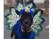 Janeiro, sfilata cani anticipa Carnevale