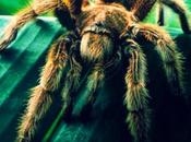 Tarantola verso archiviazione!