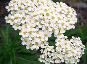 Digerisci meglio l’achillea!