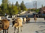 L’Ansa, Tmnews, Turchia, pazzi, vacche