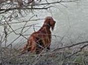 Pescara, zona Silvestro cane casa ritrova bimbo scomparso