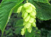 Impara seguire tuoi impulsi Hornbeam!