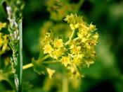 dolori lieve entità pensa l’Alchemilla