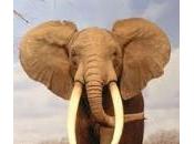 Elefanti namibia