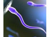 Uomini, troppa uccide spermatozoi