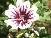 Sciogli tensioni lascia entrare benessere Malva!