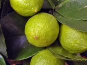 piu’ limoni…amore mio.