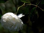 rosa bianca- Solitudine