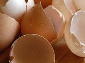 Come Riciclare Gusci Uovo Giardinaggio
