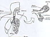 L'apparato respiratorio