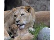Cali (Colombia): mamma leonessa cura piccolo
