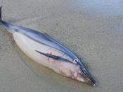 Moria delfini Tirreno
