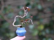 Super mini bonsai blog