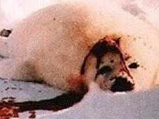 Canada Norvegia alleano contro bando vieta vendita prodotti foca