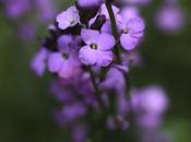 Erysimum ‘Bowels Mauve’ Shabby chic garden