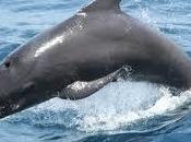 Mediteraneo: Sardegna meta preferita cetacei