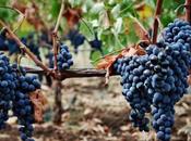 grande valore vitigni autoctoni, straordinario territorio dell’Etna