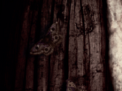 Universal Pictures pensa sequel dell'horror Madre