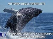 Giappone costretto interrompere caccia alle balene... finalmente!