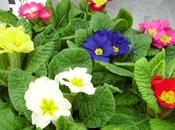 Voglia primavera