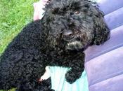 fuggire ladri Snoopy paga vita