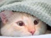 Miao! Bao! Prrr..che freddo!