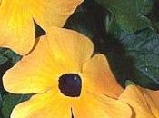 Thunbergia: rampicante tropicale