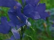 Campanula fiori stellati